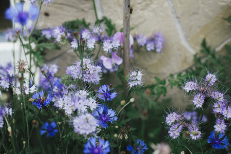Beautiful cornflower and phacelia blooming in english cottage garden. Close up of purple flower. Floral wallpaper. Homestead lifestyle and wild natural gardenの写真素材