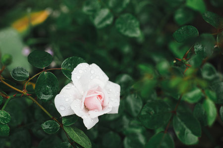 Beautiful rose blooming in english cottage garden. Close up of pink rose flower with water drops. Homestead lifestyle and wild natural garden. Floral wallpaperの写真素材
