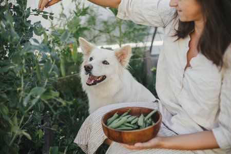 Woman and her cute dog together picking stan peas from raised garden bed. Gathering vegetables with pet in urban organic garden. Homestead lifestyleの写真素材