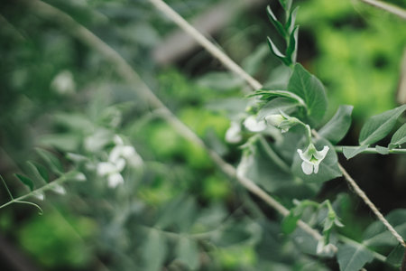 Snap peas climbing on trellis in raised garden bed close up. Growing homegrown vegetables and greens in urban organic garden. Homestead lifestyle.の写真素材
