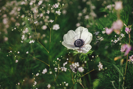 Beautiful anemone and gypsophila blooming in english cottage garden. Close up of white anemone among gypsophila flowers. Floral wallpaper. Homestead lifestyle and wild natural gardenの写真素材