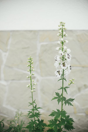 Delphinium blooming in english cottage garden. Close up of white delphinium flowers. Homestead lifestyle and wild natural garden. Floral wallpaperの写真素材