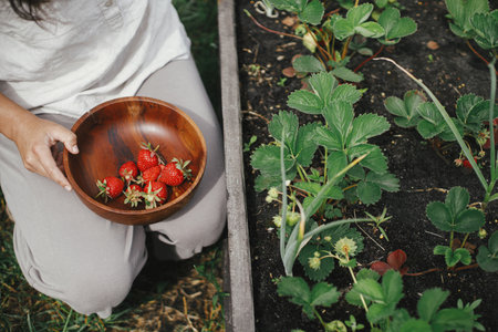 Hand picking organic strawberry from raised garden bed close up. Homestead lifestyle. Gathering homegrown berries in wooden bowl from community gardenの写真素材