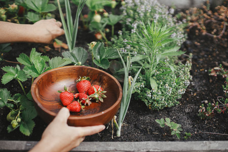 Hand picking organic strawberry from raised garden bed close up. Homestead lifestyle. Gathering homegrown berries in wooden bowl from community gardenの写真素材