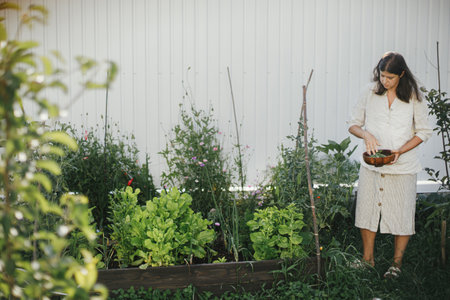 Woman picking stan peas from raised garden bed close up. Gathering vegetables in urban organic garden. Homestead lifestyleの写真素材