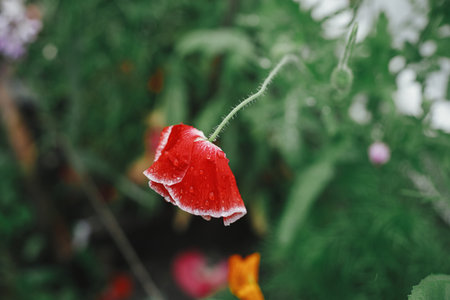 Beautiful poppies blooming in english cottage garden. Close up of red poppy flower with rain drops. Floral wallpaper. Homestead lifestyle and wild natural gardenの写真素材