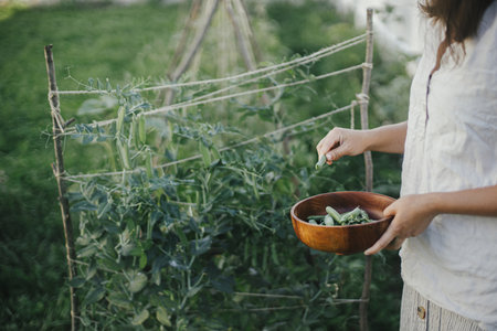 Hand picking snap peas from raised garden bed close up. Homestead lifestyle. Gathering homegrown vegetables in wooden bowl from community gardenの写真素材