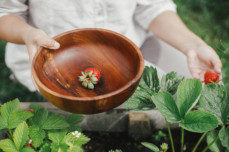 Hand picking organic strawberry from raised garden bed close up. Homestead lifestyle. Gathering homegrown berries in wooden bowl from community gardenの写真素材