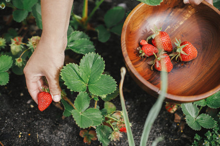Hand picking organic strawberry from raised garden bed close up. Homestead lifestyle. Gathering homegrown berries in wooden bowl from community gardenの写真素材