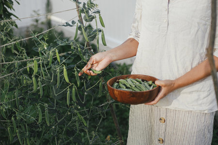 Hand picking snap peas from raised garden bed close up. Homestead lifestyle. Gathering homegrown vegetables in wooden bowl from community gardenの写真素材