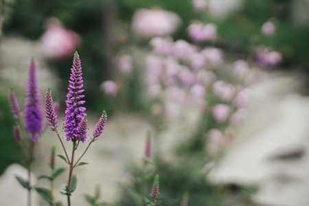 Beautiful veronica blooming in english cottage garden. Close up of purple veronica spicata flower. Floral wallpaper. Homestead lifestyle and wild natural gardenの写真素材