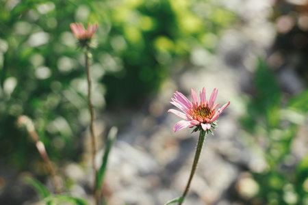 Beautiful echinacea blooming in english cottage garden. Close up of pink echinacea flowers. Floral wallpaper. Homestead lifestyle and wild natural gardenの写真素材