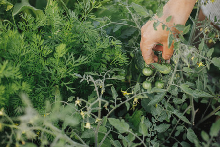 Hand holding tomato cherry in raised garden bed close up. Homestead lifestyle. Growing homegrown vegetables and salad in urban organic gardenの写真素材