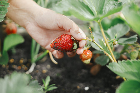 Woman picking strawberry from raised garden bed close up. Gathering fresh natural berries in urban organic garden. Homestead lifestyleの写真素材