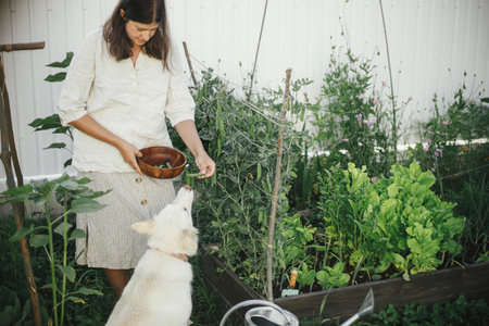 Woman and her cute dog together picking stan peas from raised garden bed. Gathering vegetables with pet in urban organic garden. Homestead lifestyleの写真素材
