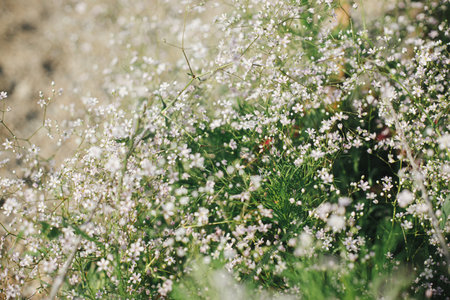 Beautiful gypsophila blooming in english cottage garden. Close up of white baby's breath flowers. Floral wallpaper. Homestead lifestyle and wild natural gardenの写真素材