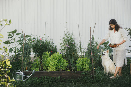 Woman picking snap peas from raised garden bed and cute white dog helping her. Homestead lifestyle. Gathering homegrown vegetables in garden together with petの写真素材