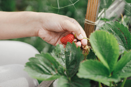 Woman picking strawberry from raised garden bed close up. Gathering fresh natural berries in urban organic garden. Homestead lifestyleの写真素材