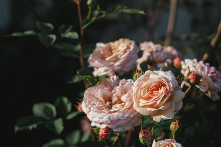 Beautiful rose blooming in english cottage garden. Close up of englsh pink rose flower. Floral wallpaperの写真素材