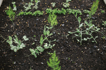 Snap peas and asparagus sprouts in raised garden bed close up. Growing homegrown vegetables and greens in urban organic garden. Homestead lifestyle.の写真素材