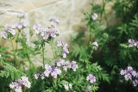 Phacelia flowers blooming in english cottage garden. Honey Bees and bumblebees pollinating and flying at phacelia. Homestead lifestyle. Floral wallpaperの写真素材