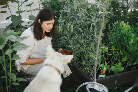 Woman and her cute dog together picking stan peas from raised garden bed. Gathering vegetables with pet in urban organic garden. Homestead lifestyleの写真素材