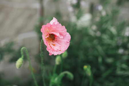 Beautiful poppy blooming in english cottage garden. Close up of pink poppy flower. Floral wallpaper. Homestead lifestyle and wild natural gardenの写真素材