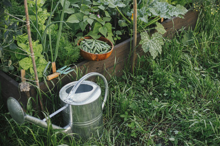 Homestead lifestyle. Watering can and raised garden bed with salad, chard and snap peas in wooden bowl. Growing home grown vegetables and salad in urban organic gardenの写真素材