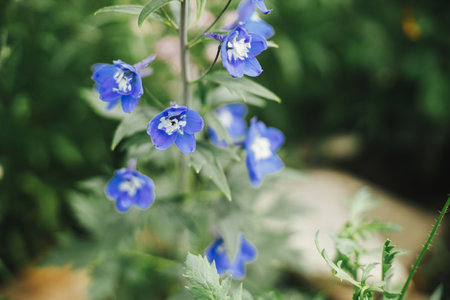 Delphinium blooming in english cottage garden. Close up of blue delphinium flowers. Homestead lifestyle and wild natural garden. Floral wallpaperの写真素材