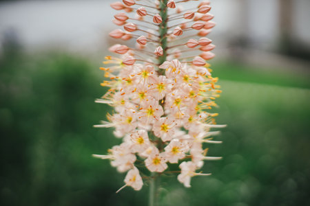 Beautiful eremurus blooming in english cottage garden. Close up of pink eremurus flower. Floral wallpaper. Homestead lifestyle and wild natural gardenの写真素材