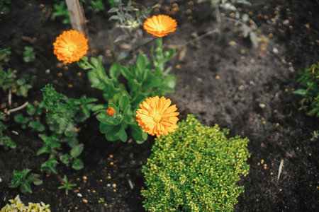 Beautiful calendula blooming in english cottage garden. Close up of orange marigold flower. Floral wallpaper. Homestead lifestyle and wild natural gardenの写真素材