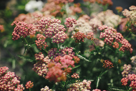 Beautiful yarrow blooming in english cottage garden. Close up of pink and red yarrow flower. Floral wallpaper. Homestead lifestyle and wild natural gardenの写真素材
