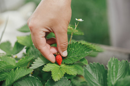 Hand picking organic strawberry from raised garden bed close up. Homestead lifestyle. Gathering homegrown berries from community gardenの写真素材