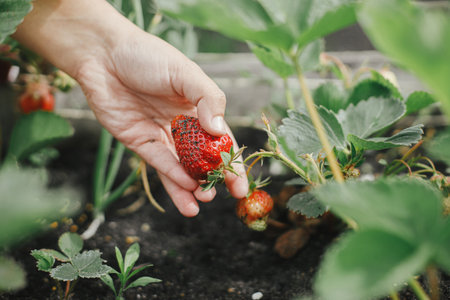 Woman picking strawberry from raised garden bed close up. Gathering fresh natural berries in urban organic garden. Homestead lifestyleの写真素材