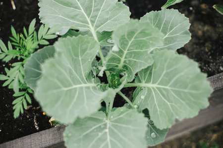 Cabbage top view in raised garden bed close up. Growing homegrown vegetables and greens in urban organic garden. Homestead lifestyle.の写真素材