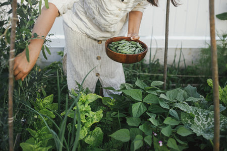 Woman picking stan peas from raised garden bed close up. Gathering vegetables in urban organic garden. Homestead lifestyleの写真素材