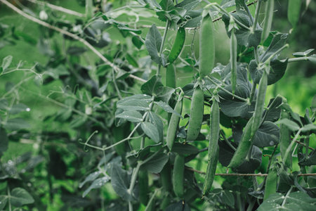 Snap peas climbing on trellis in raised garden bed close up. Growing homegrown vegetables and greens in urban organic garden. Homestead lifestyle.の写真素材