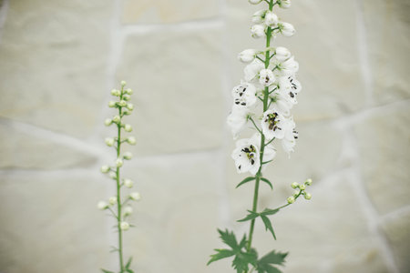 Delphinium blooming in english cottage garden. Close up of white delphinium flowers. Homestead lifestyle and wild natural garden. Floral wallpaperの写真素材