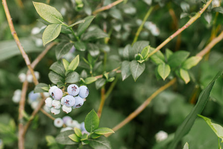 Blueberry branch with unripe berries closeup in organic garden. Homestead lifestyle, growind berries. Gardening wallpaperの写真素材