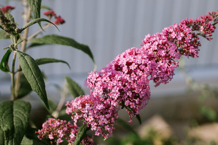 Beautiful buddleja blooming in cottage garden. Close up of pink buddleja davidii flowers. Floral wallpaper. Wild natural garden, butterfly bushの写真素材