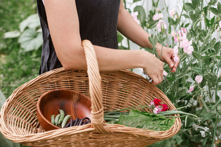 Woman gathering sweet pea flowers and harvesting vegetables in wicker basket close up. Homestead lifestyle. Growing vegetables and flowers in urban organic gardenの写真素材