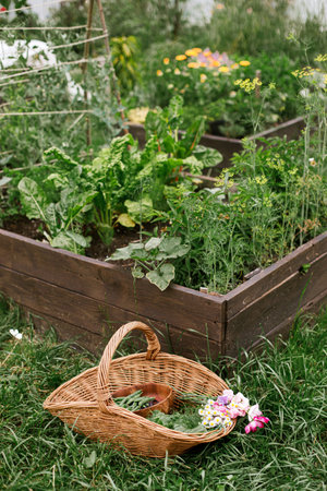 Vegetables, chard leaves, beans and flowers  in wicker basket on background of raised garden bed. Harvesting vegetables and greens in urban organic garden. Homestead lifestyleの写真素材