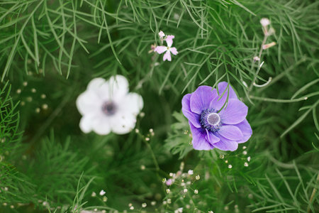 Beautiful anemones blooming in cottage garden. Close up of white and purple anemone among gypsophila flowers. Floral wallpaper. Homestead lifestyle and wild natural gardenの写真素材