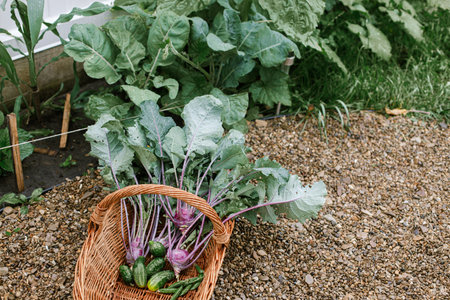 Harvesting vegetables in urban organic garden. Cabbage, cucumber and beans in wicker basket close up. Homestead lifestyleの写真素材
