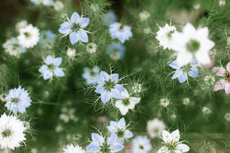 Beautiful nigella blooming in cottage garden. Close up of blue and white love in a mist flowers. Floral wallpaper. Homestead lifestyle and wild natural gardenの写真素材