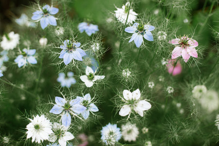 Beautiful nigella blooming in cottage garden. Close up of blue and white love in a mist flowers. Floral wallpaper. Homestead lifestyle and wild natural gardenの写真素材