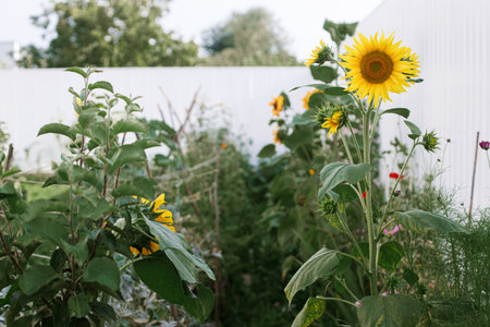 Beautiful sunflowers on background of raised garden beds with vegetables in urban organic garden. Homestead lifestyle. Wild community gardenの写真素材