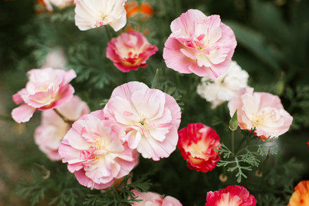 Beautiful pink california poppies blooming in cottage garden. Close up of colorful eschscholzia flowers. Floral wallpaper. Homestead lifestyle and wild natural gardenの写真素材