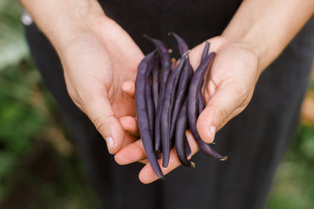 Farmer hands holding purple beans close up. Homestead lifestyle. Gardening and growing vegetables in urban organic gardenの写真素材