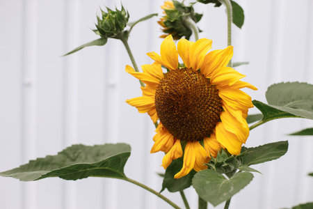 Beautiful sunflowers growing in urban organic garden. Homestead lifestyle. Pollination and agriculture concept in community gardenの写真素材